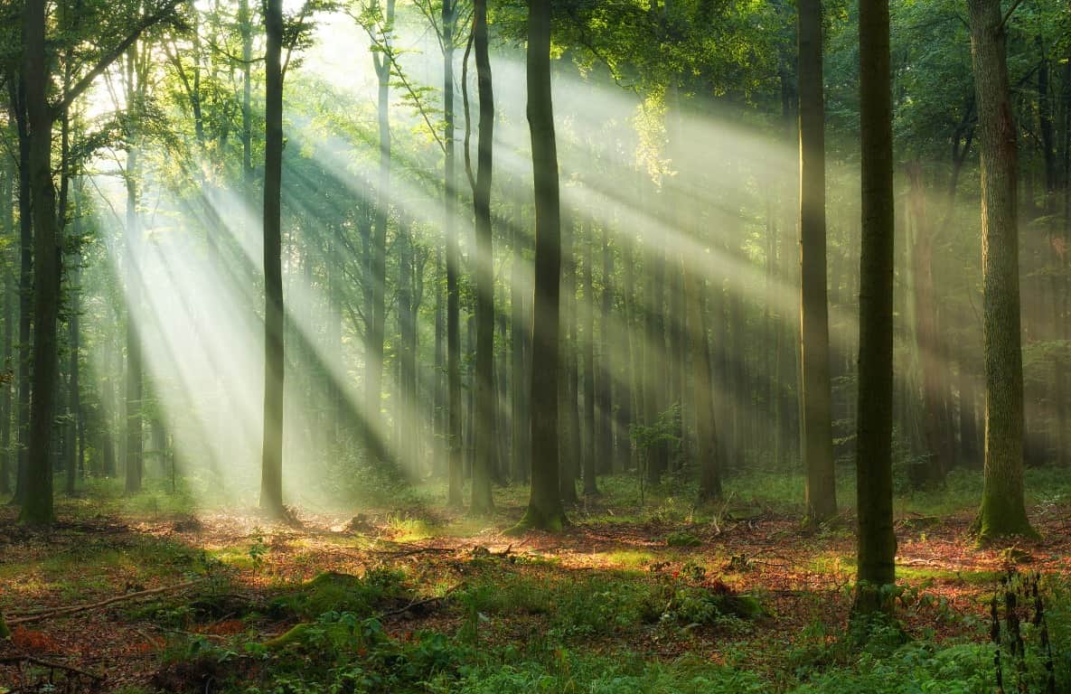 Fototapeta Leśny Poranek