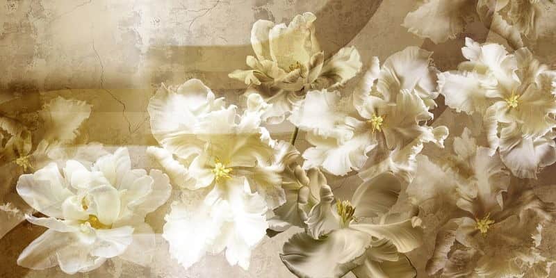 Fototapeta Białe Tulipany