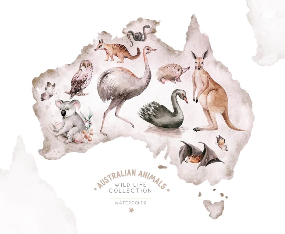Fototapeta Zwierzęta Australii