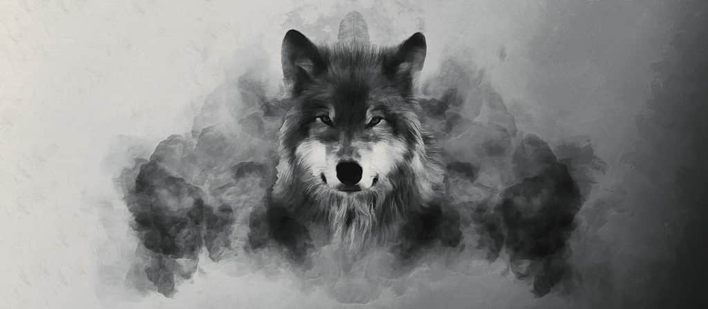Fototapeta Rozmyty Wilk