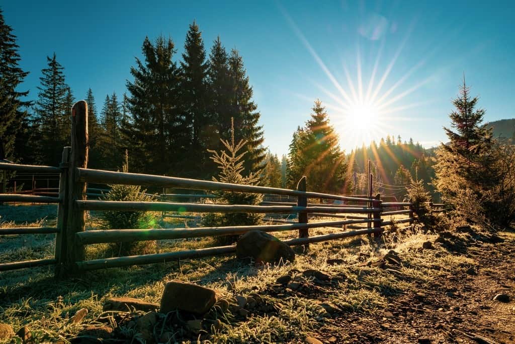 Fototapeta Drzewa na Skraju Lasu