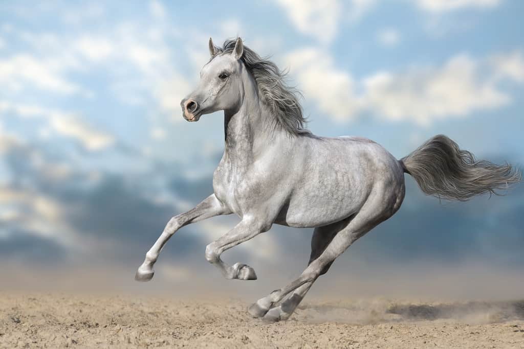Fototapeta Poranny Galop