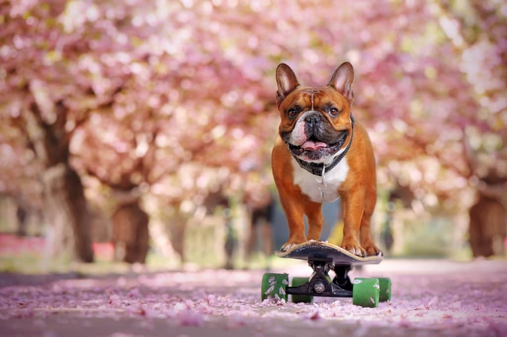 Fototapeta Buldog na Deskorolce