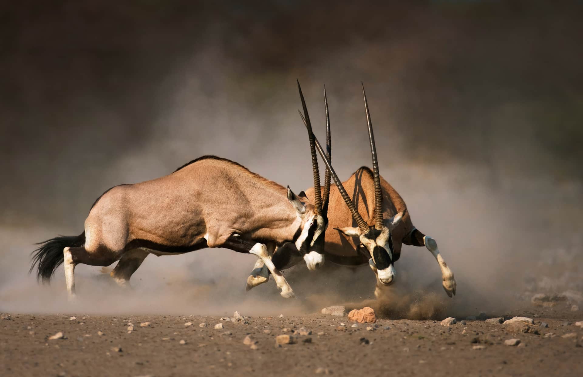 Fototapeta Walczące Gazelle