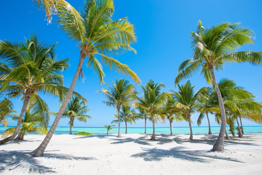 Fototapeta Palmowa Plaża