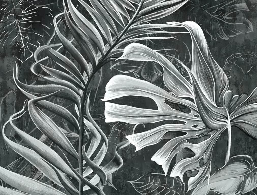 Fototapeta Monstera Rysowana Ołówkiem