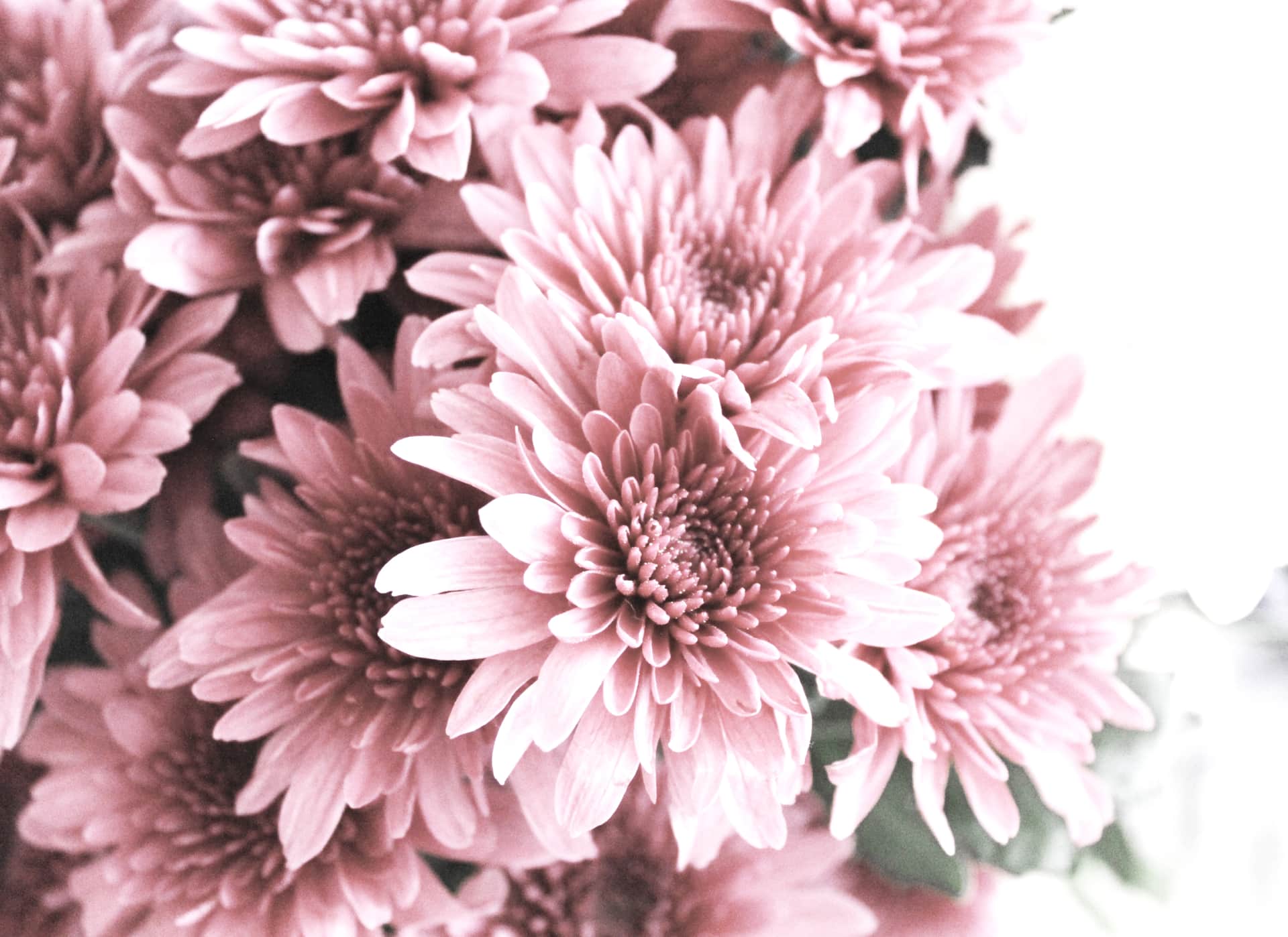 Fototapeta Różowe Kwiaty
