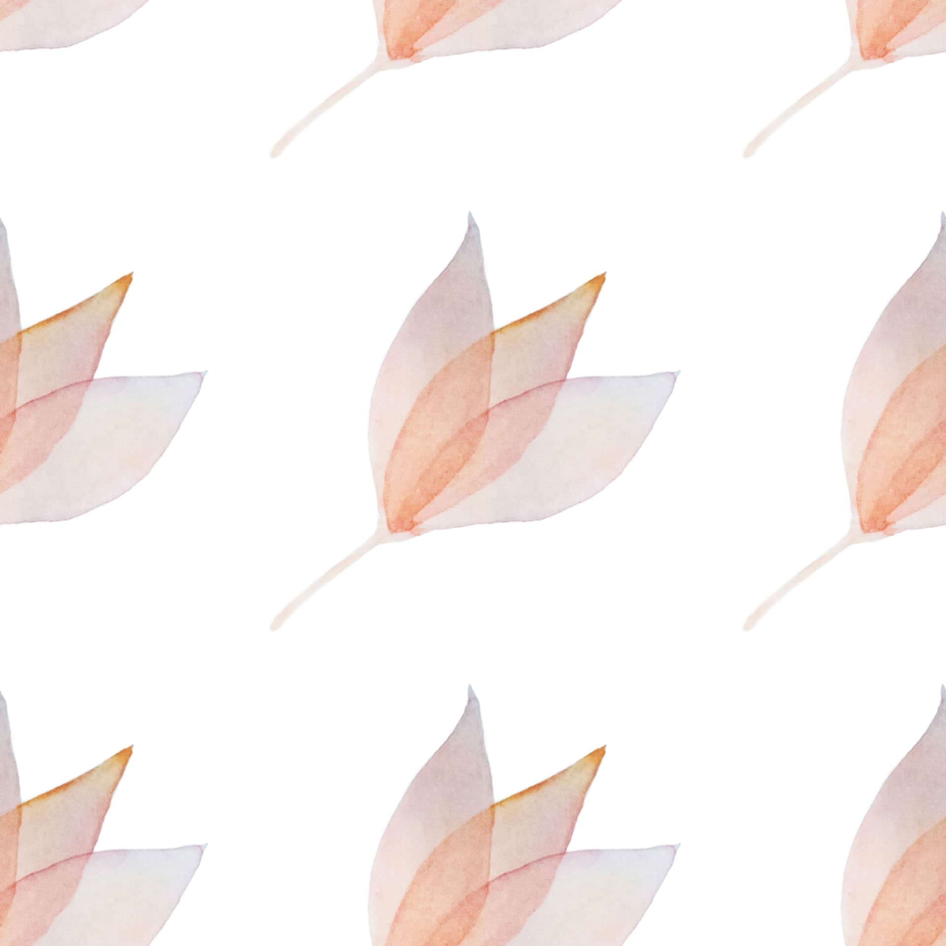 Fototapeta Tulipany W Bieli