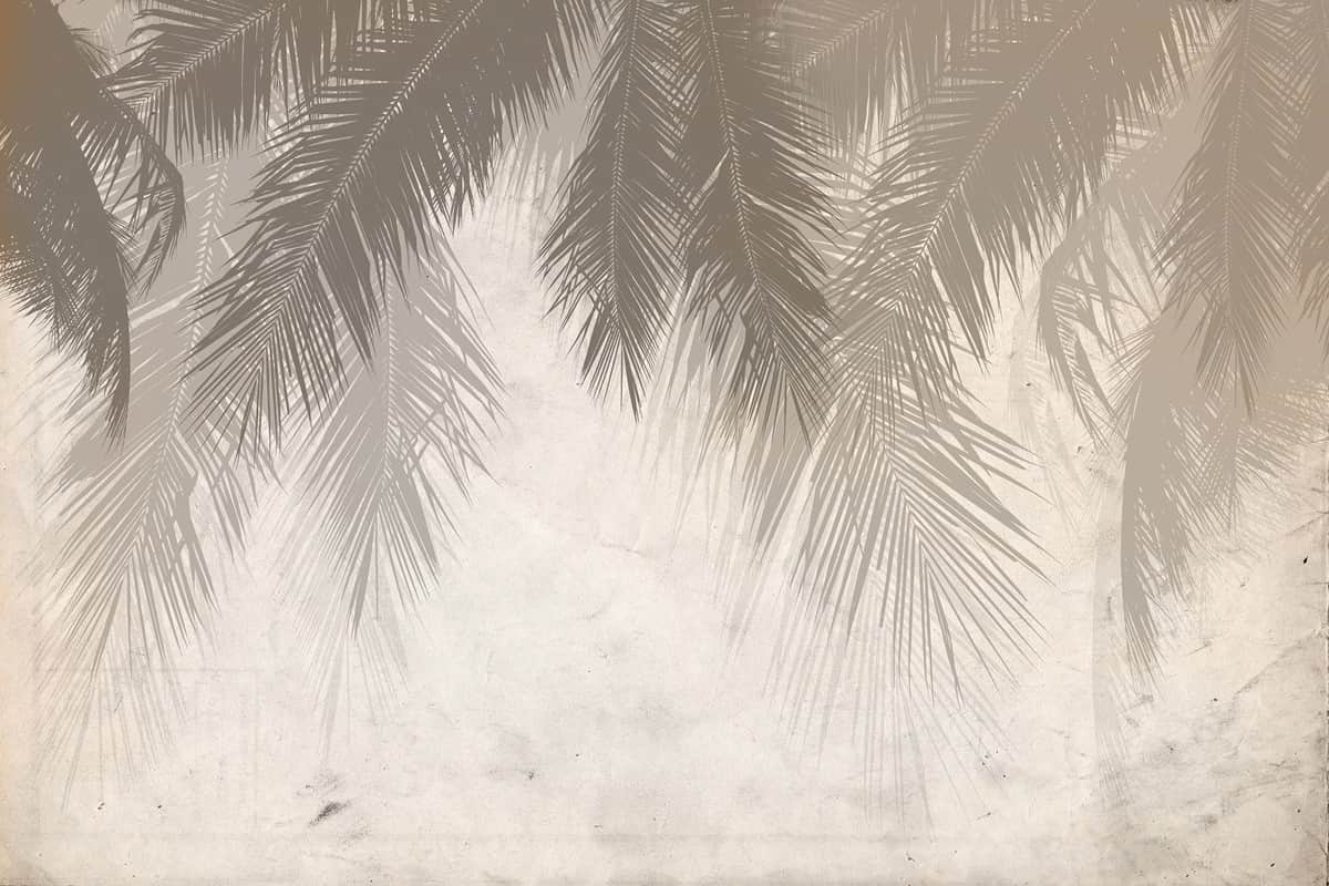 Fototapeta Zwisające Liście Palm