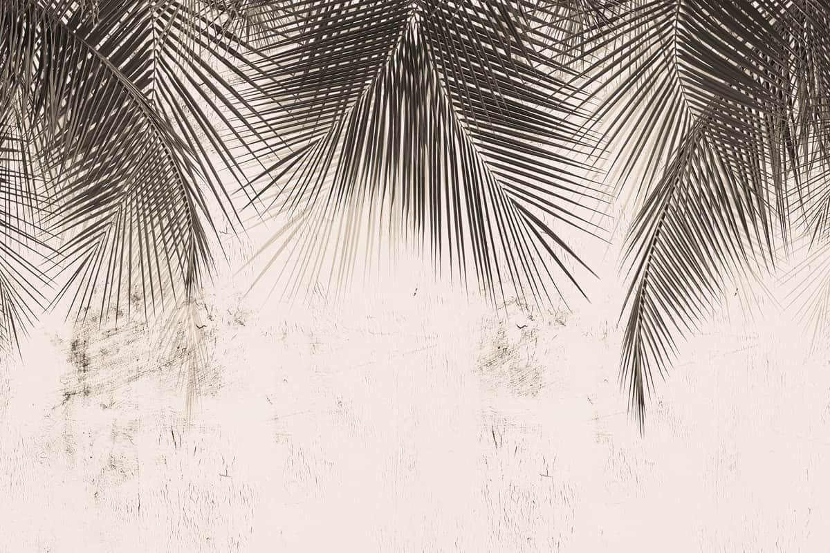Fototapeta Ciemne Liście Palm