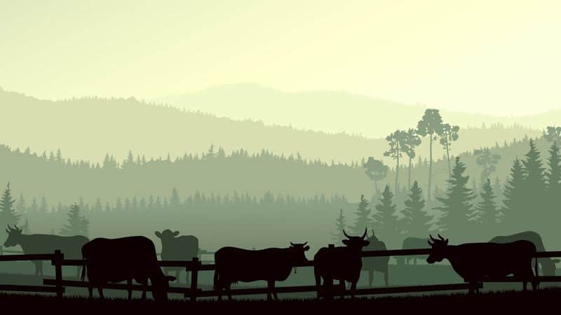 Fototapeta Ilustracja Byków