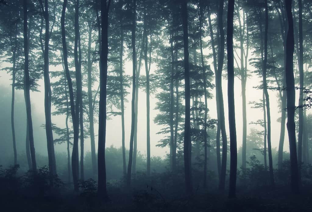 Fototapeta Szara Mgła
