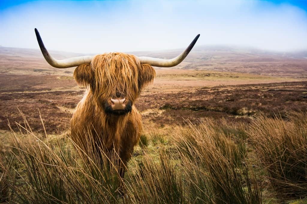 Fototapeta Szkocki Byk Highland