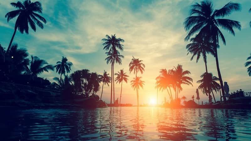 Fototapeta Plaża z Palmami