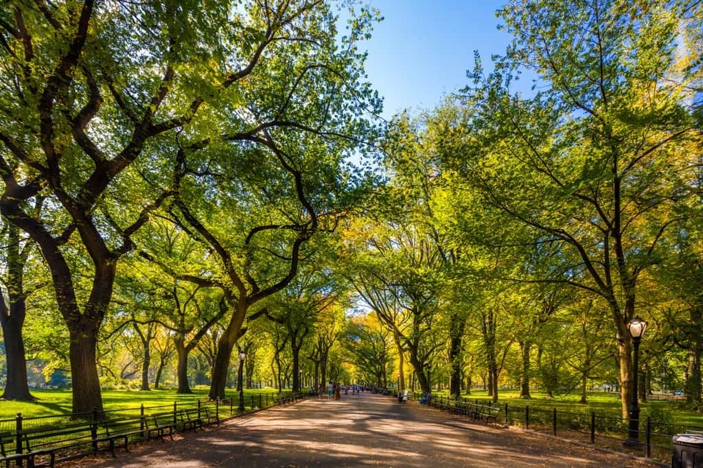 Fototapeta Central Park