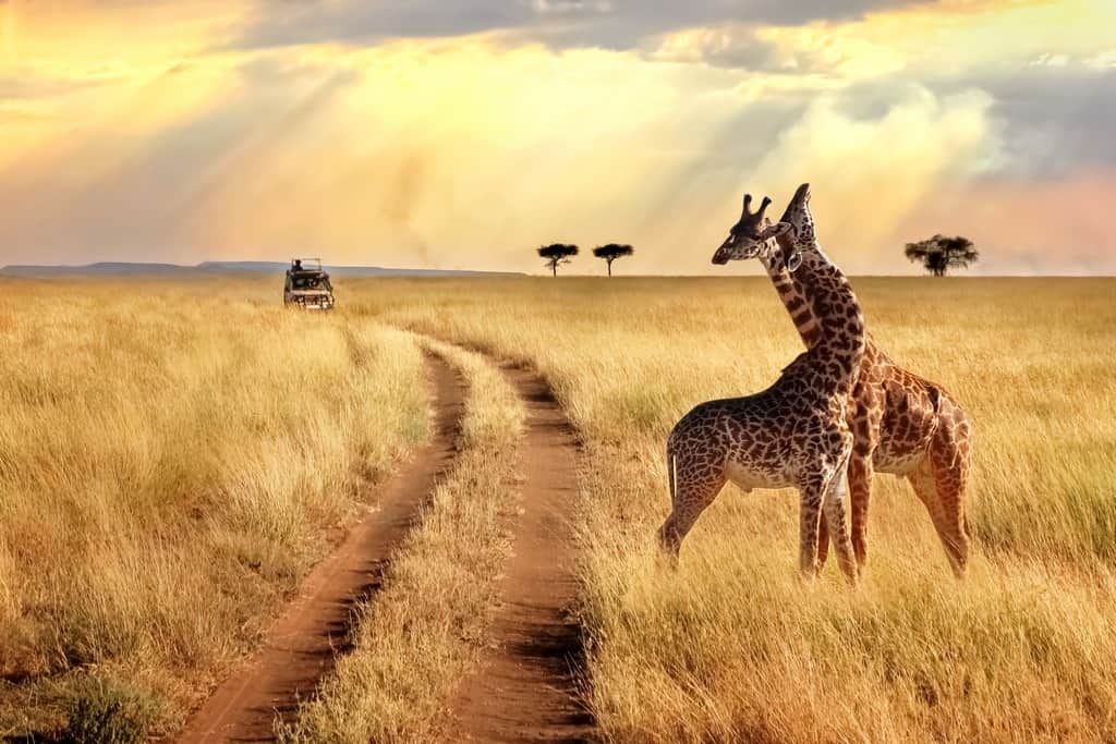 Fototapeta Grupa Żyraf na Safari
