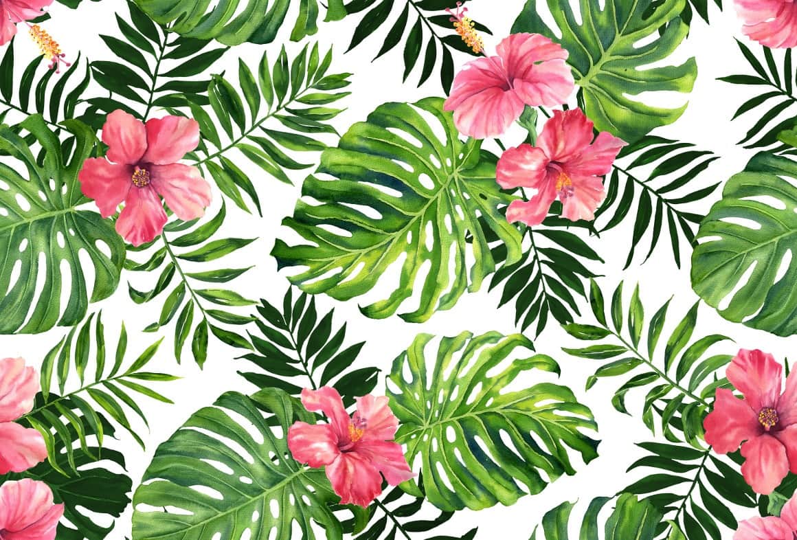 Fototapeta Różowa Plumeria