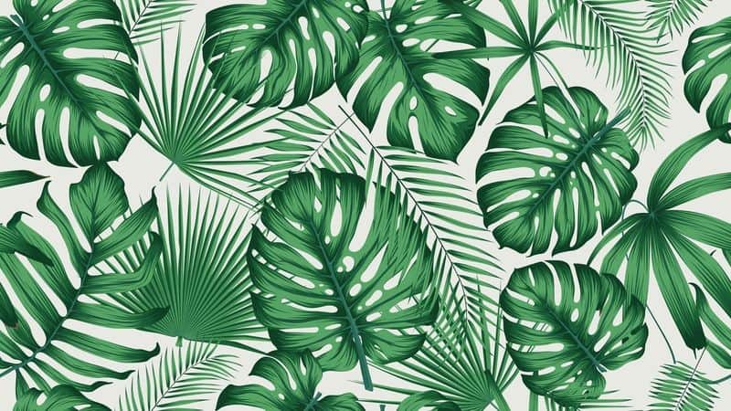 Fototapeta Liście Jungle
