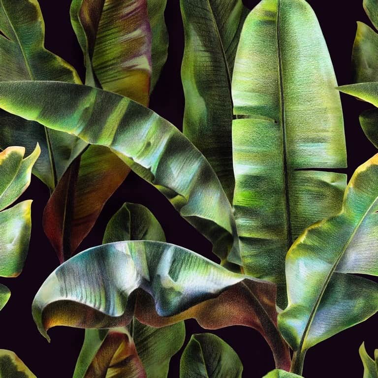 Fototapeta Bananowe Liście
