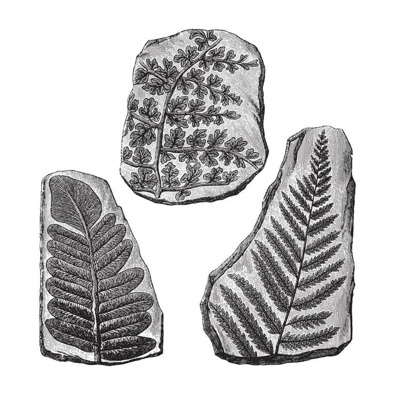 Fototapeta Skamieliny