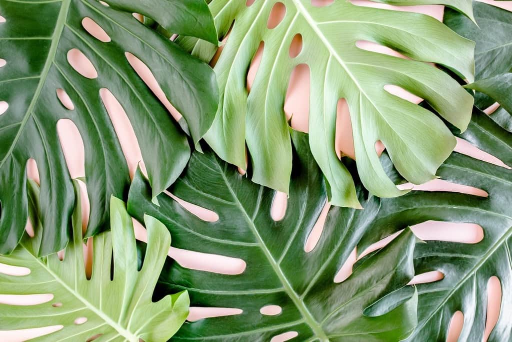 Fototapeta Tropikalne Liście Monstera
