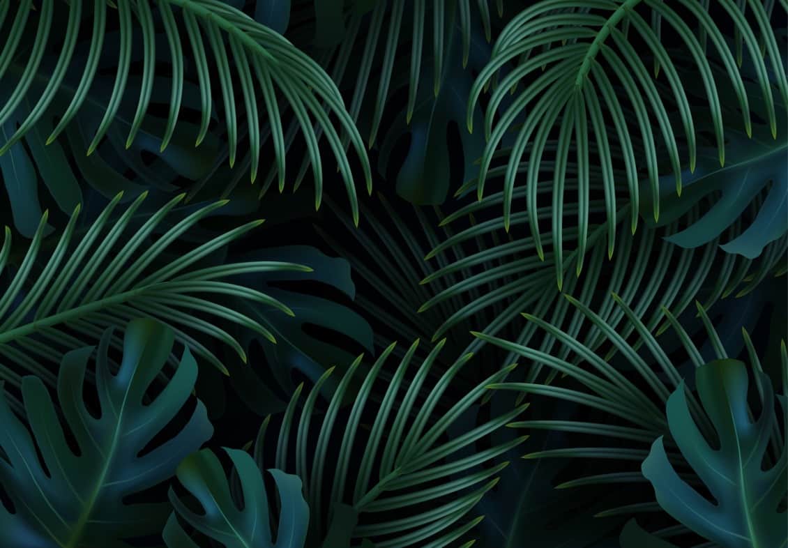 Fototapeta Gałęzie Palm