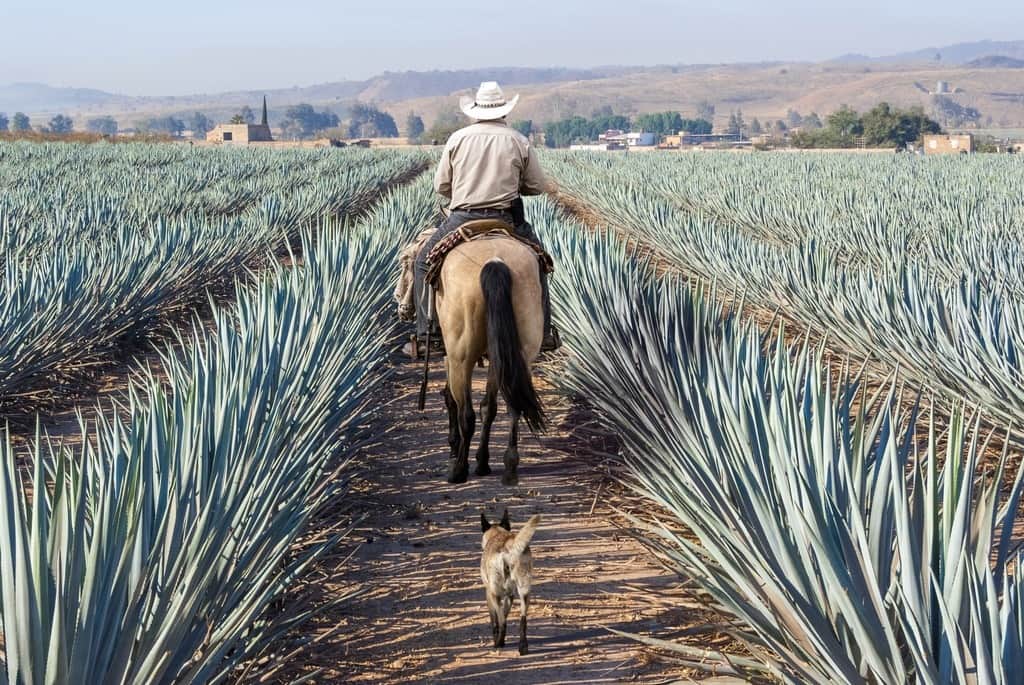 Fototapeta Farmer w Nasionach Agawy