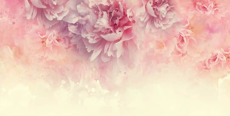 Fototapeta Peonie