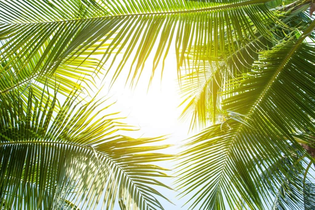 Fototapeta Światło Wśród Palm
