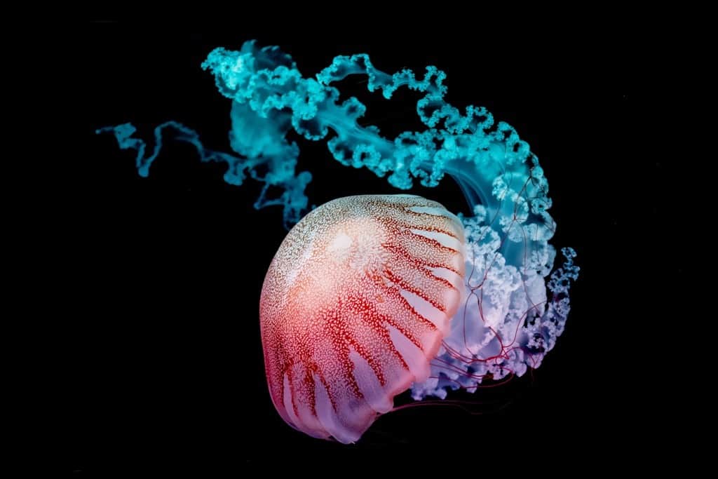 Fototapeta Różowa Meduza