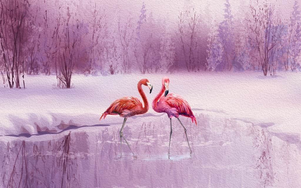Fototapeta Para Flamingów