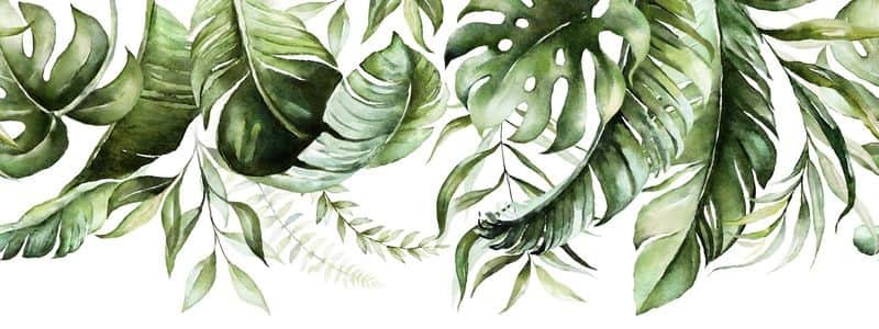 Fototapeta Liście Botaniczne
