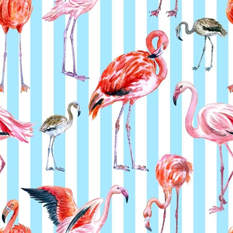 Fototapeta Flamingi