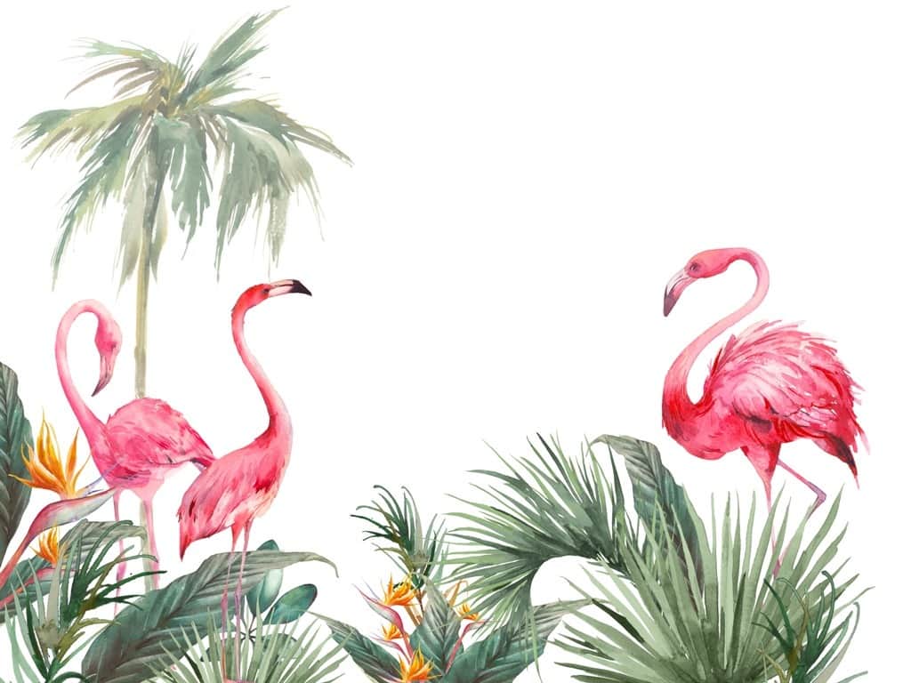 Fototapeta Flamingi Pod Palmami