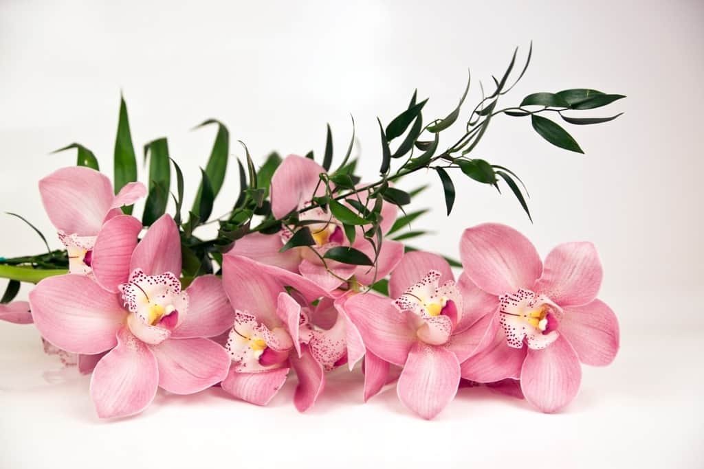 Fototapeta Róż Orchidei