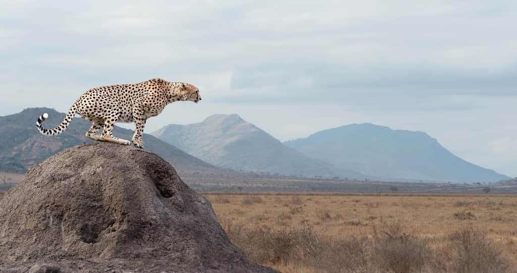 Fototapeta Gepard