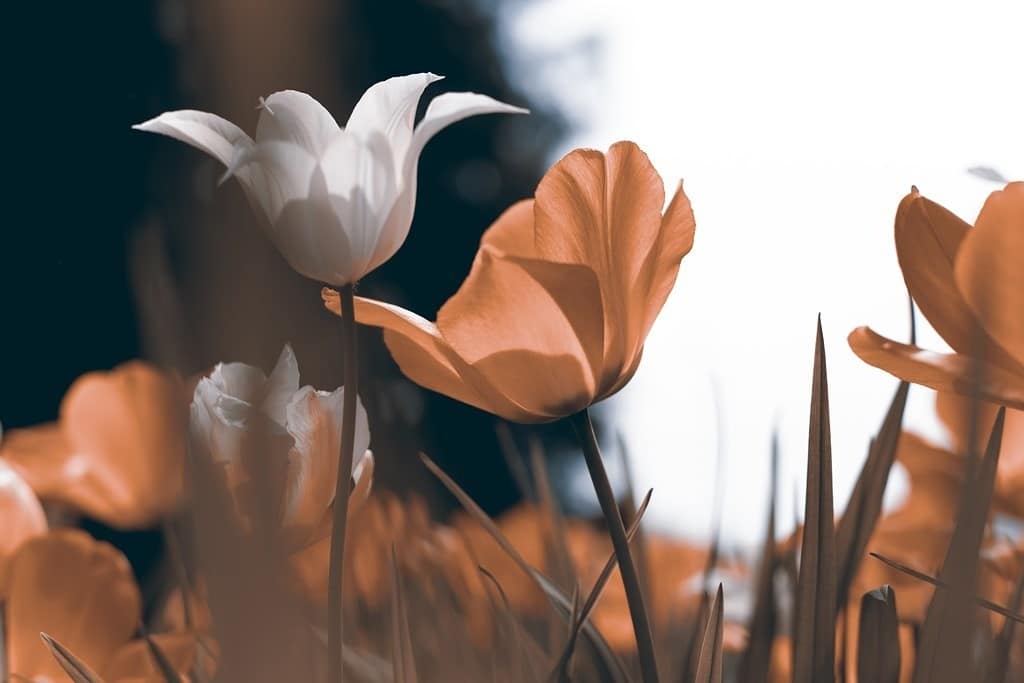 AdobeStock_339597470