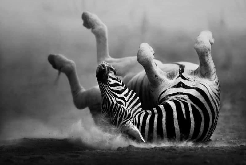 AdobeStock_43323971