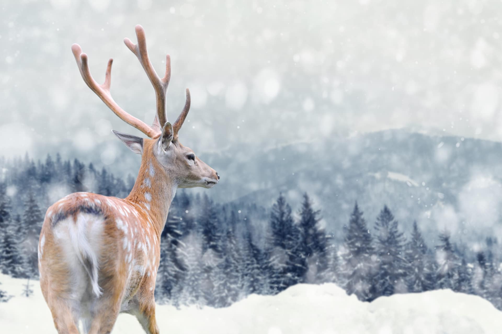 AdobeStock_97092805-1-scaled