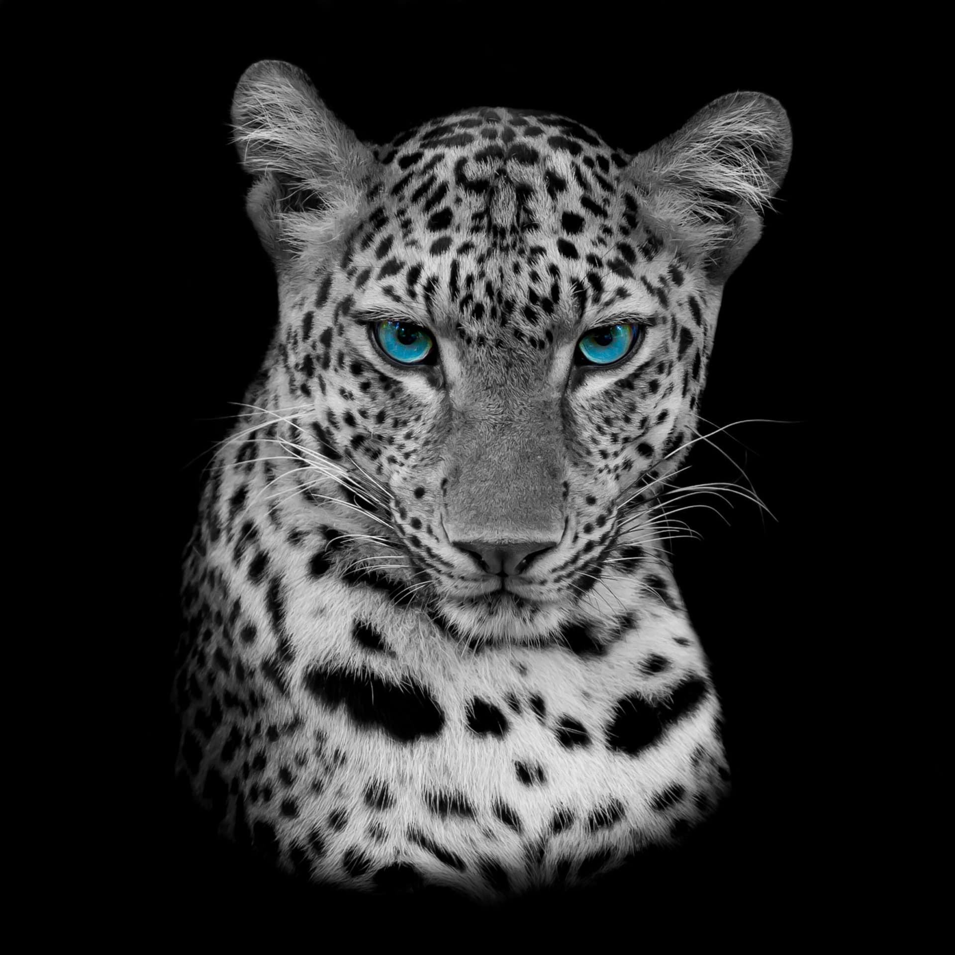 shutterstock_196602938-scaled