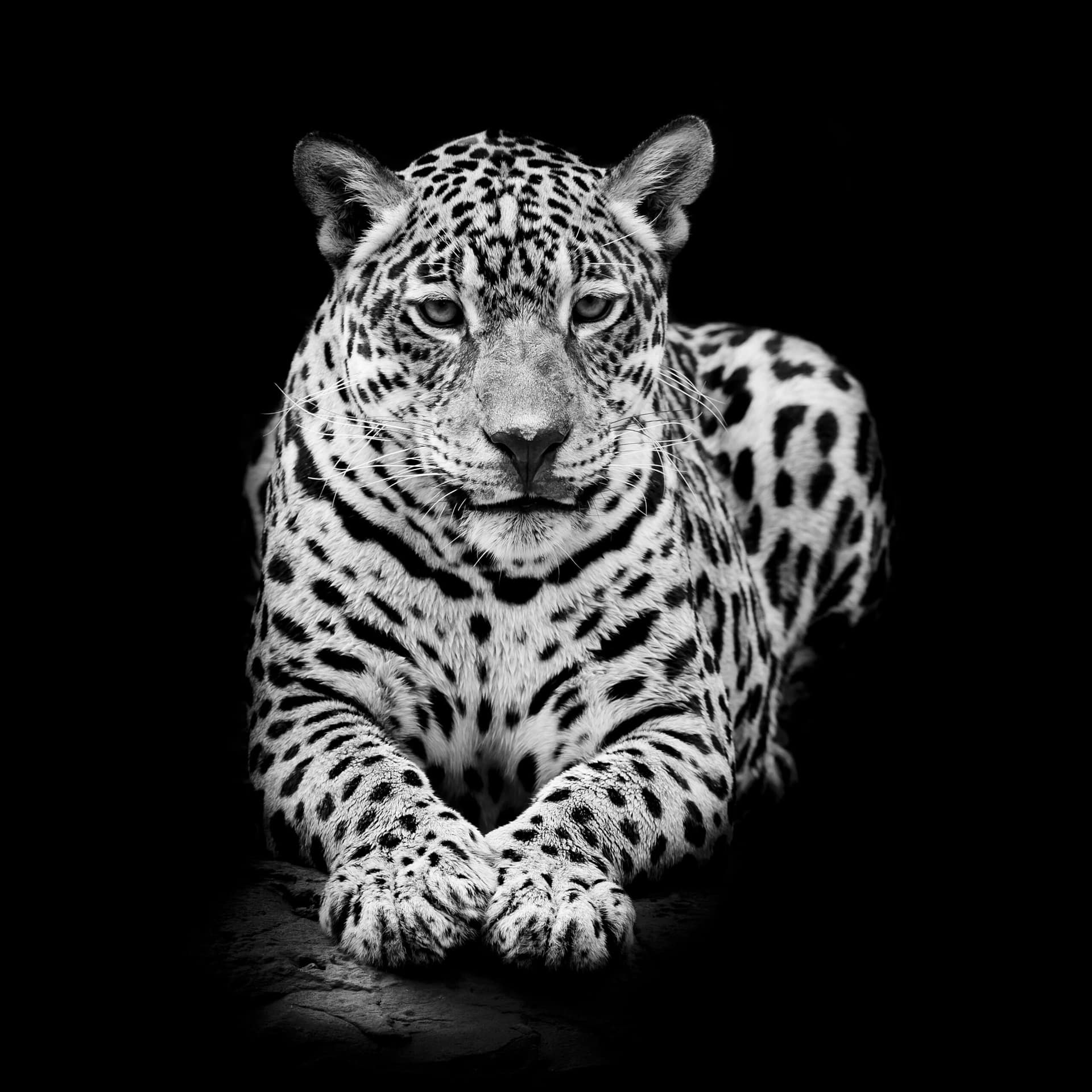 shutterstock_203880085-scaled