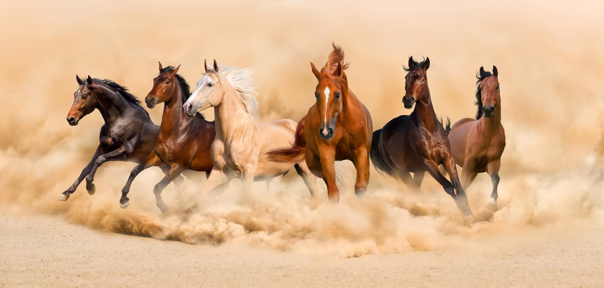 shutterstock_315646310-scaled