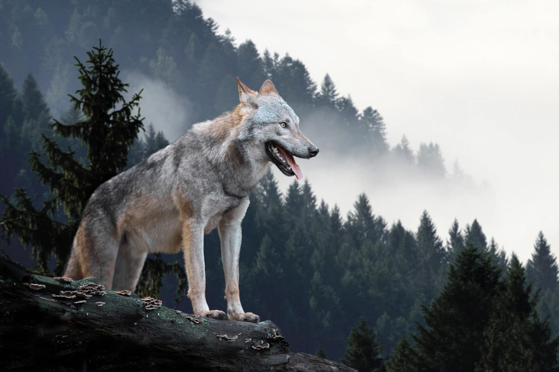 shutterstock_740924083-scaled