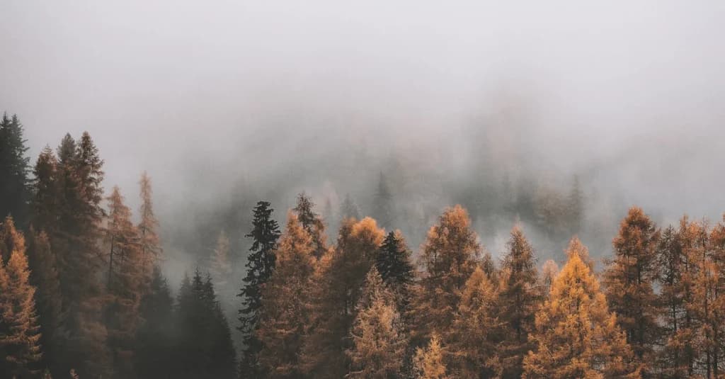 Rodzaje fototapet