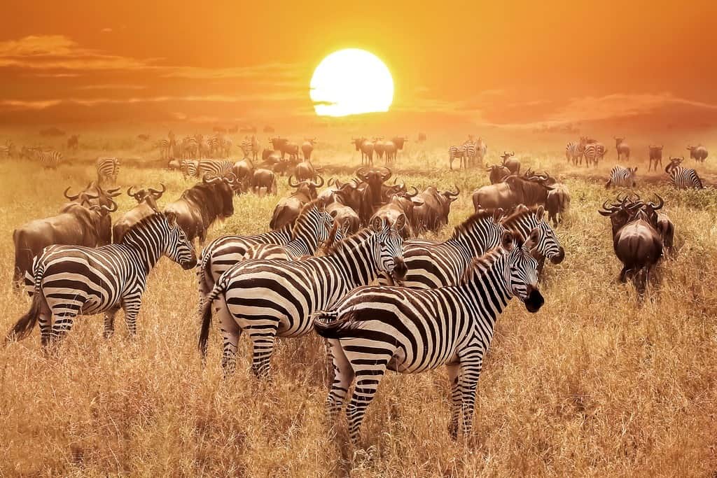 Fototapeta Zebry w Parku