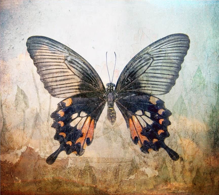 Fototapeta Olbrzymi Motyl