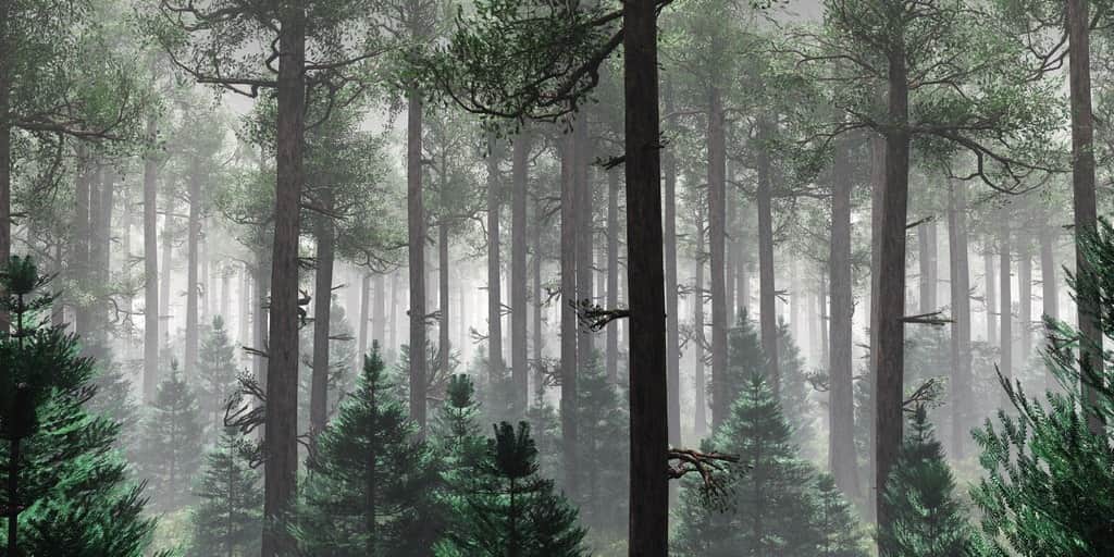 Fototapeta Wysokie Drzewa