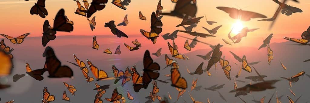 Fototapeta Butterflies