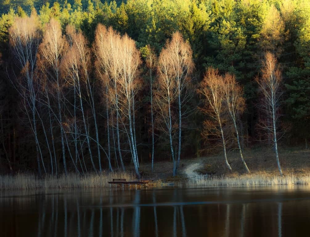 Fototapeta Brzozy nad Jeziorem