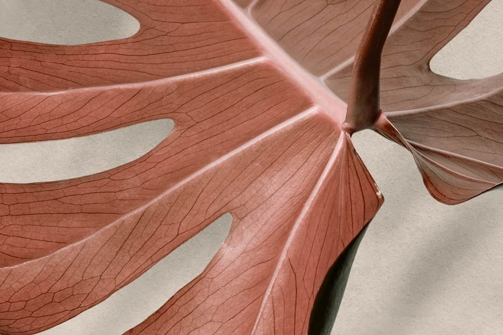 Fototapeta Czerwona Monstera